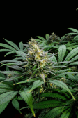 Instagram GG4 Sherbet FF