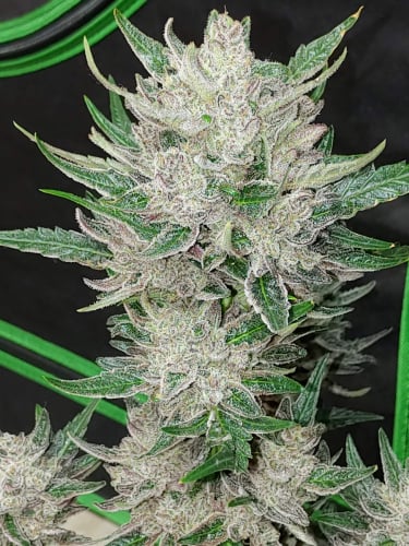 Instagram Wedding Glue Auto