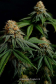 Instagram Sour Jealousy Auto™