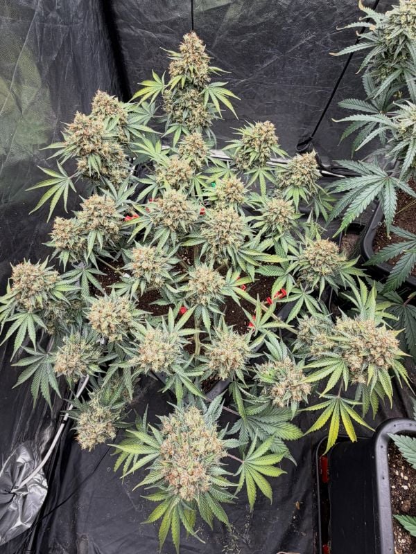 Instagram Gorilla Z Auto