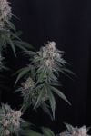 Instagram GMO Auto™