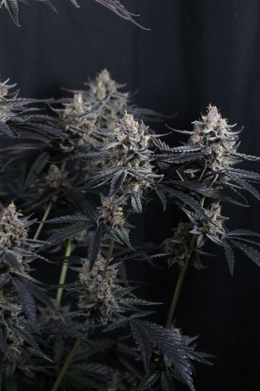 Instagram Mendo Cherry Cookies Auto