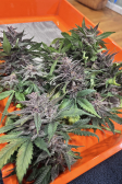 Instagram Purple Punch Auto
