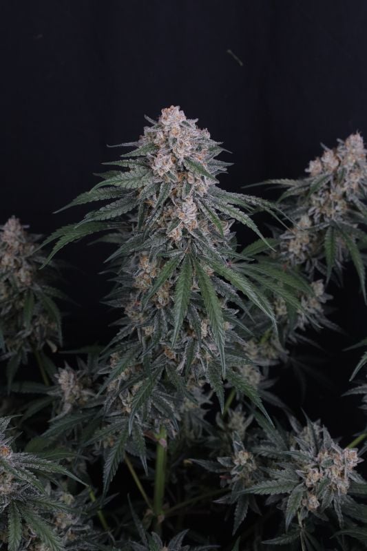 Instagram GMO Auto