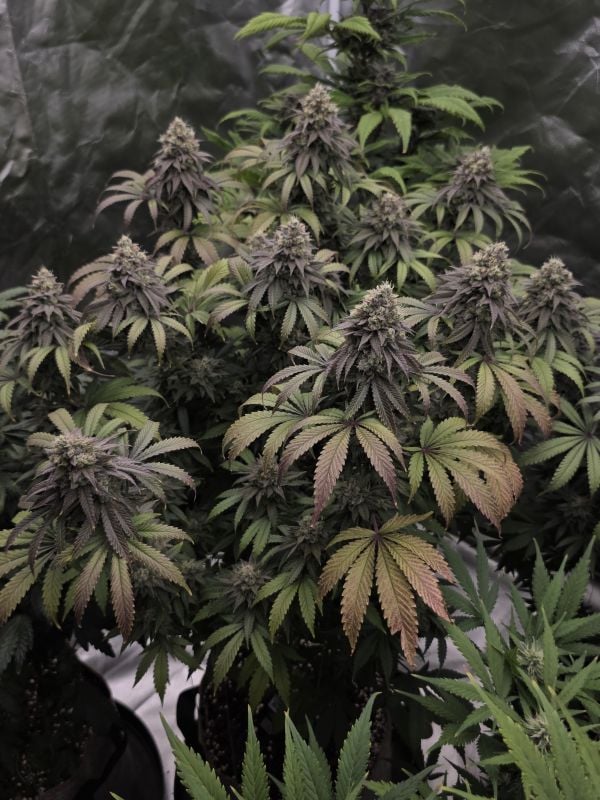 Instagram Lemon Cherry Runtz