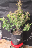 Instagram Purple Haze Auto™