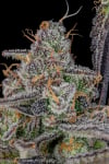 Instagram Banana Purple Punch Auto