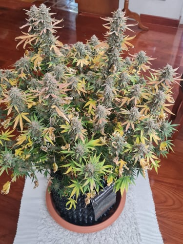 Instagram OG Kush Auto