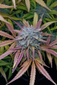 Instagram Pound Cake Auto™
