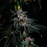 Instagram Papaya Sherbet™