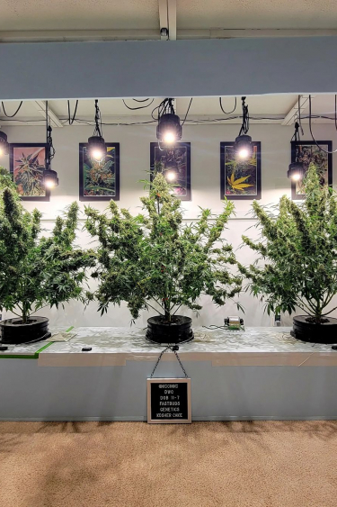 Instagram Kosher Cake Auto