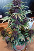 Instagram Banana Purple Punch Auto