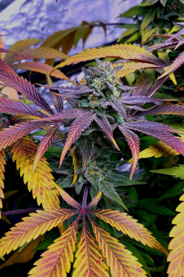 Instagram GG4 Sherbet FF