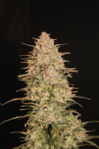 Instagram Strawberry Gorilla Auto