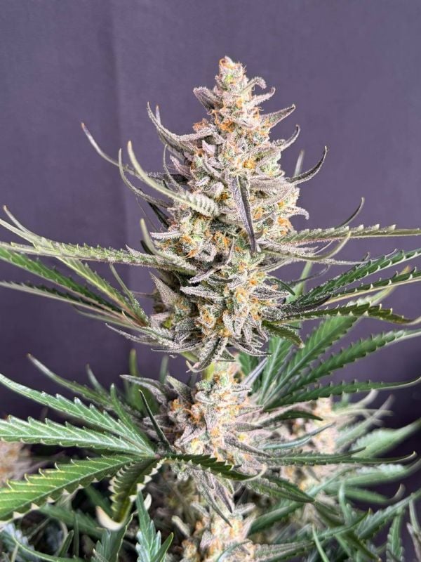 Instagram Big Bud Auto