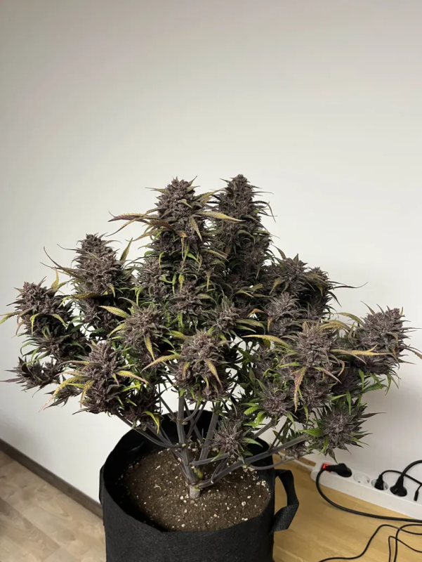 Instagram Strawberry Gorilla Auto