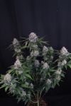 Instagram Lemon Cherry Sundae Auto™