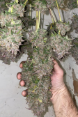 Instagram Strawberry Gorilla Auto