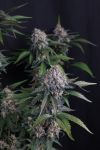 Instagram Lemon Cherry Sundae Auto™