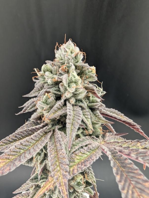 Instagram Garlic Mint Sherbet