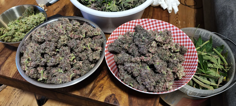 Instagram Tropicana Cookies FF