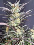 Instagram Blueberry Auto