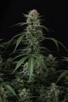 Instagram Banana Cherry Cookies Auto™