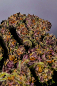 Instagram Purple Haze Auto™