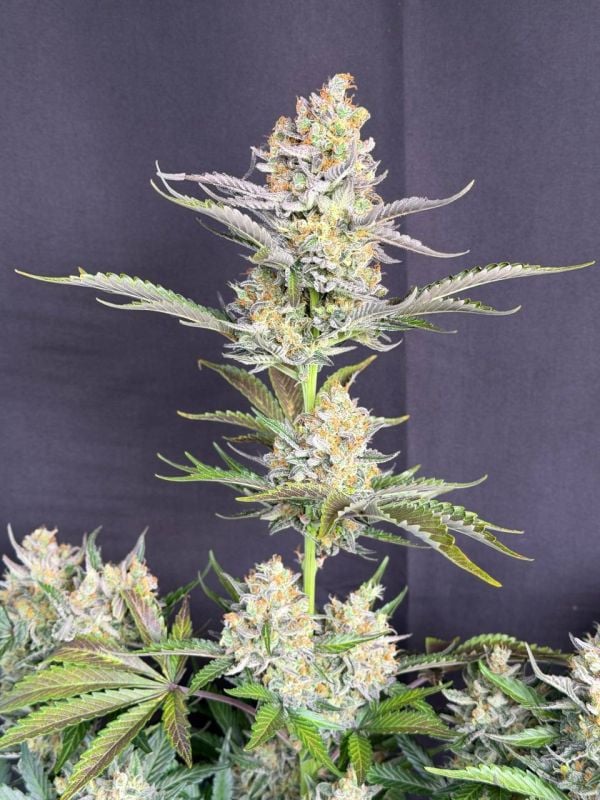 Instagram Skunk Auto