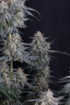 Instagram Garlic Mint Sherbet Auto™
