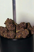 Instagram Purple Haze Auto™