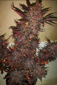 Instagram Blackberry Auto