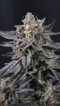 Instagram Mendo Cherry Cookies Auto™