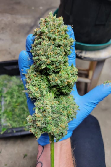 Instagram Trainwreck Auto