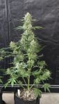 Instagram Banana Cherry Cookies Auto™