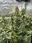 Instagram Banana Purple Punch Auto RF3™