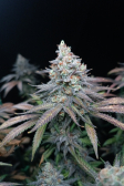 Instagram Tropicana Cookies FF