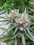 Instagram Big Bud Auto