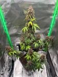 Instagram Purple Lemonade Auto RF3™