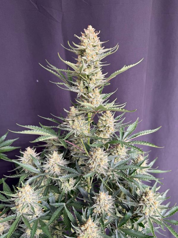 Instagram BubbleGum Auto