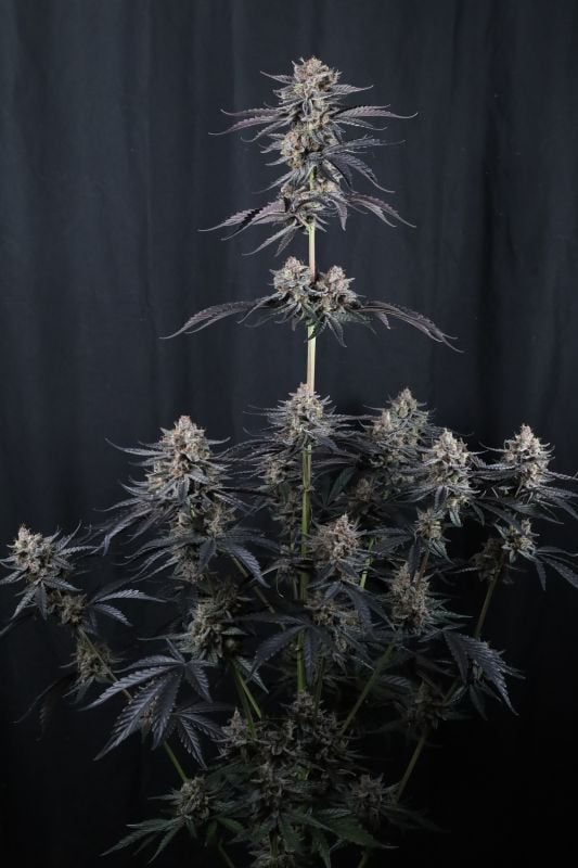 Instagram Mendo Cherry Cookies Auto