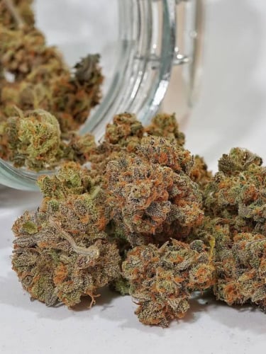 Instagram Forbidden Runtz Auto