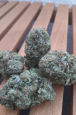 Instagram Papaya Sherbet™