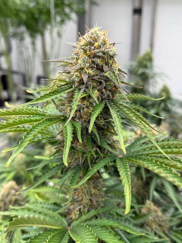 Instagram Moby Dick Auto