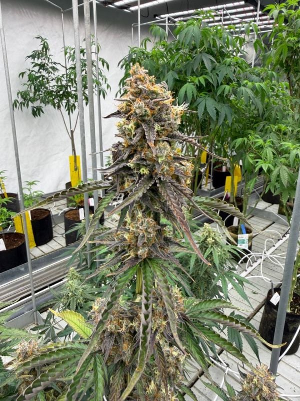 Instagram Skunk Auto