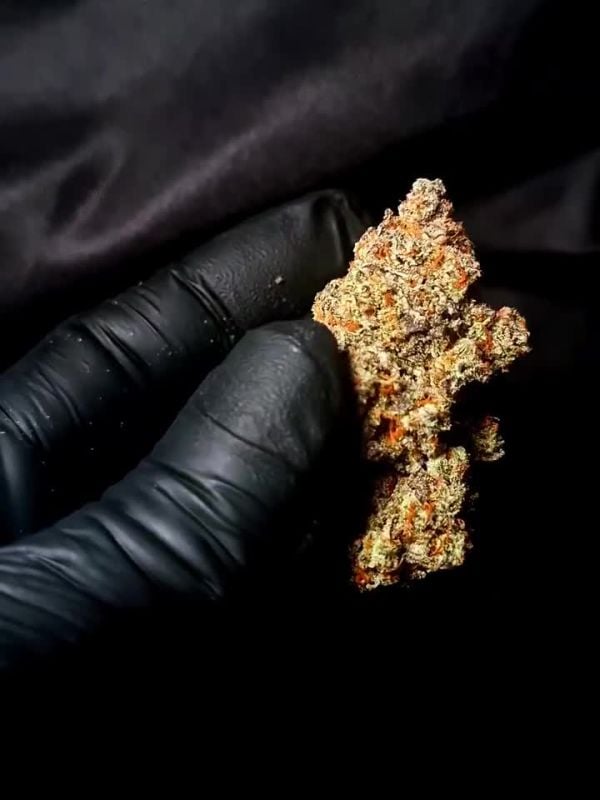 Mendo Frost Auto @1s1and_t IG 2