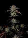 Instagram Mendo Frost Auto™
