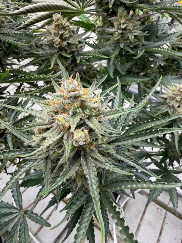 Instagram OG Kush Auto