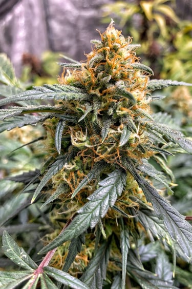 Instagram Northern Lights Auto