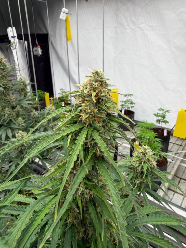 Instagram Jack Herer Auto